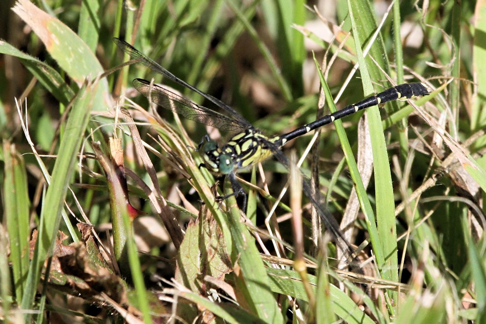 Southern Vicetail (Hemigomphus gouldii)